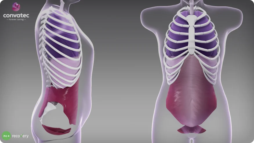 Um vídeo de animação respiratória sobre a visualização do diafragma, do assoalho pélvico e da coordenação muscular central no tratamento do estoma.